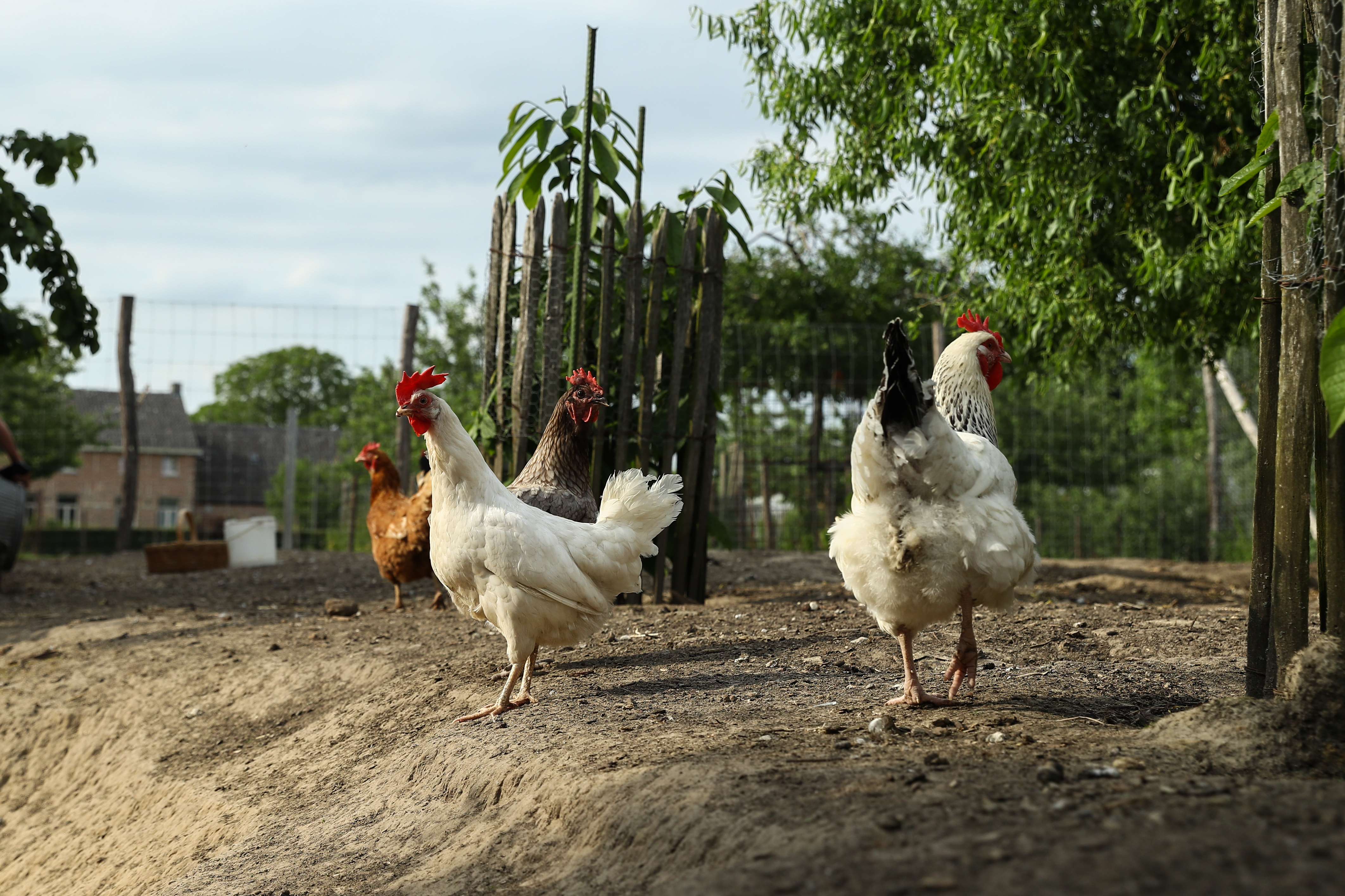 As bird flu cases rise, officials urge people not to touch dead animals