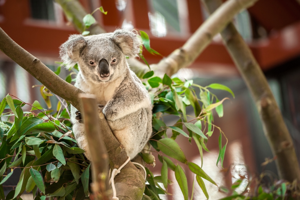 Koala baby at Antwerp Zoo comes as a surprise The Bulletin