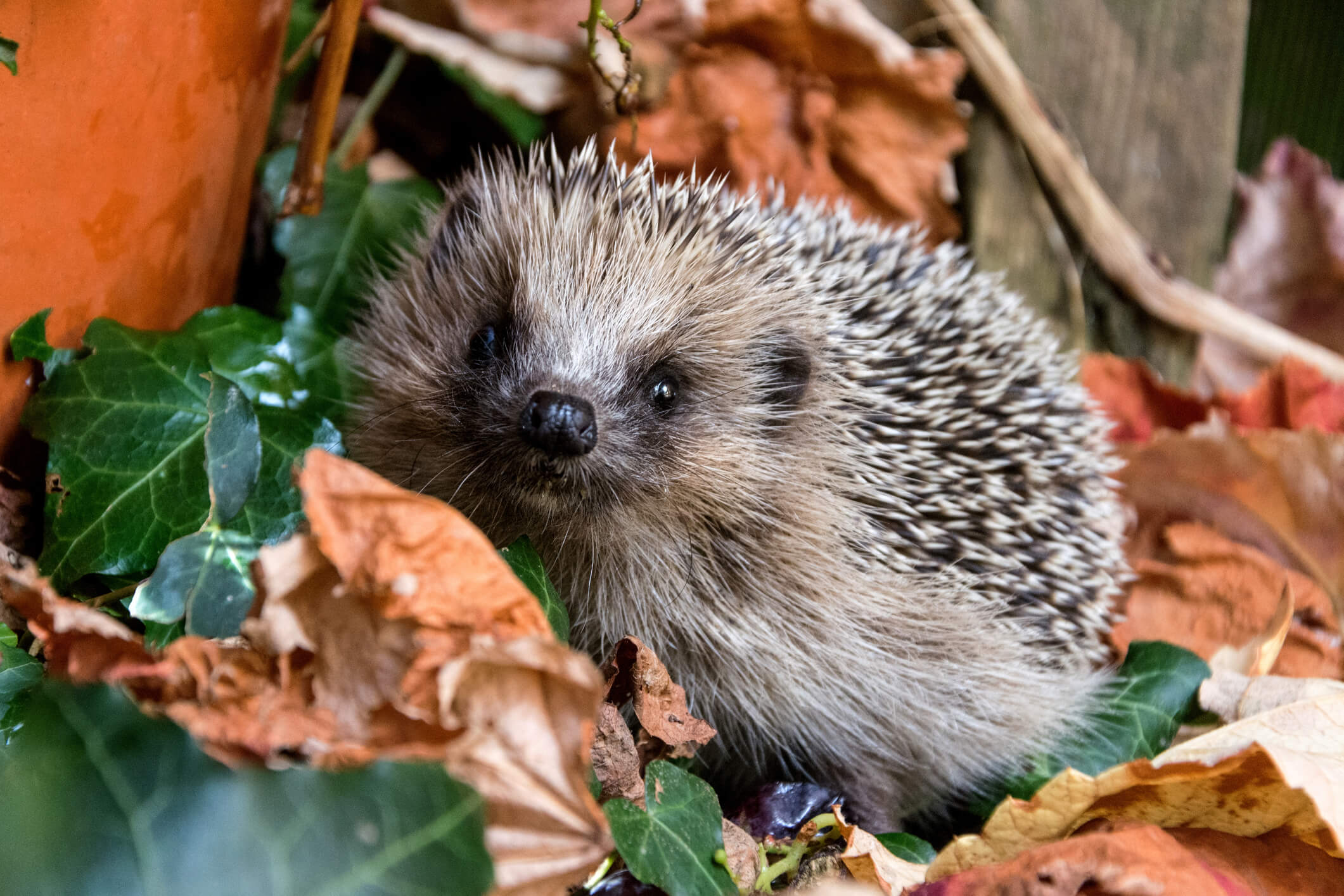 Flanders’ hedgehogs in danger of dying out The Bulletin