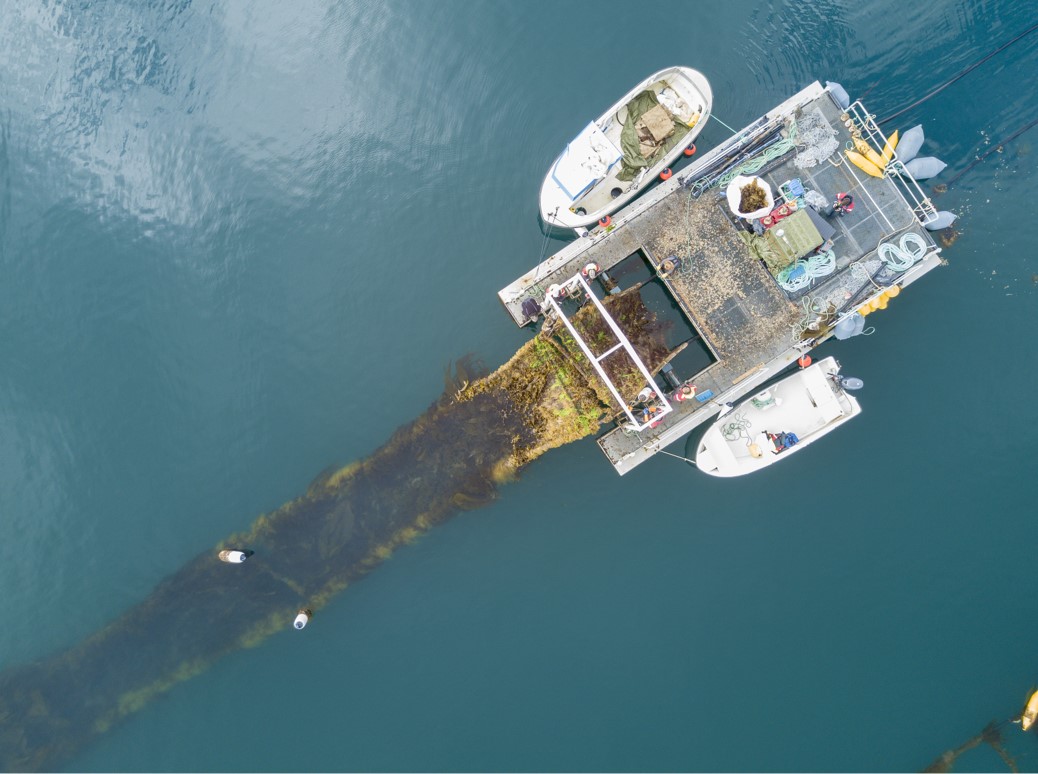 North Sea to get world’s first offshore seaweed farm | The Bulletin