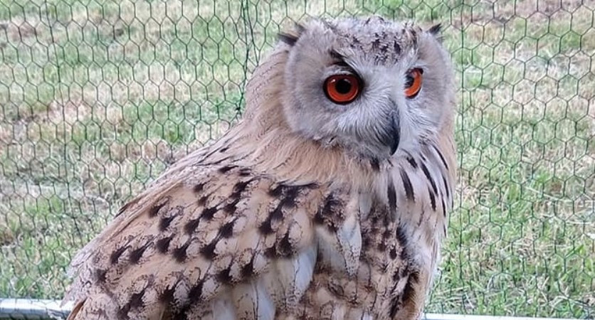 Iggy, a Siberian eagle-owl