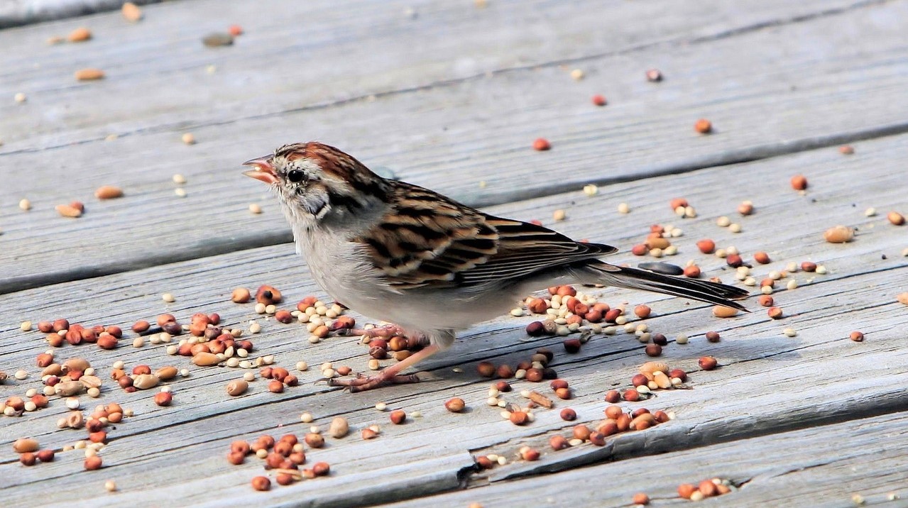 Sparrow