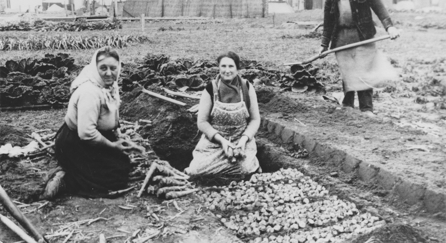 Endive farmers in the Brussels of yesteryear
