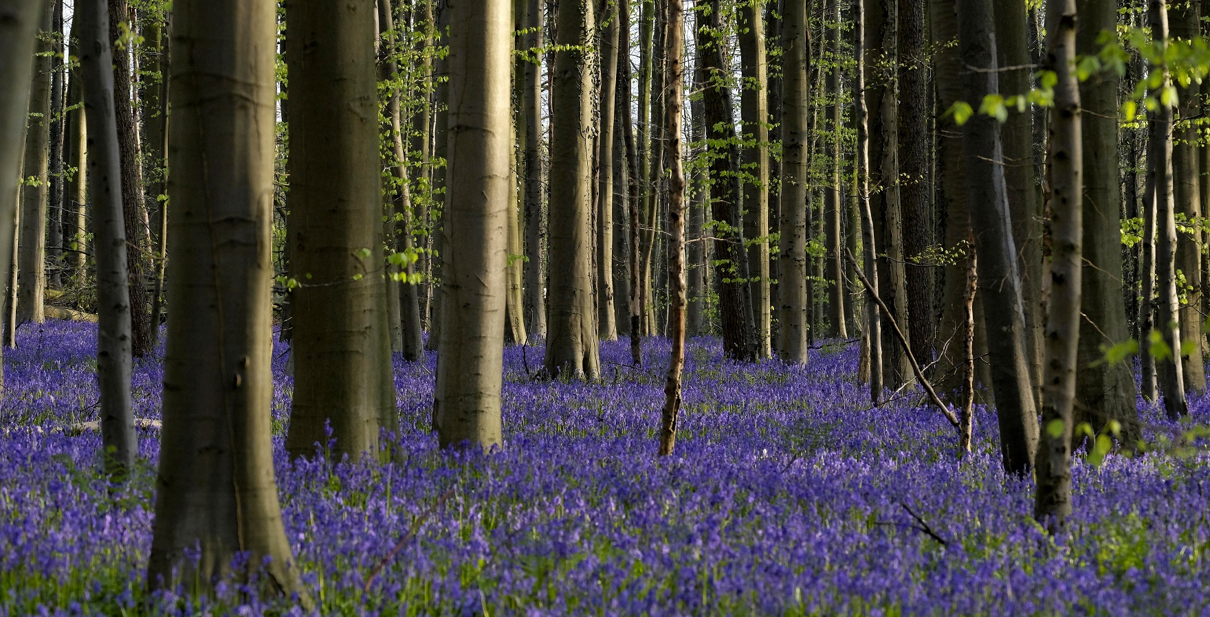 Hallerbos in bloom