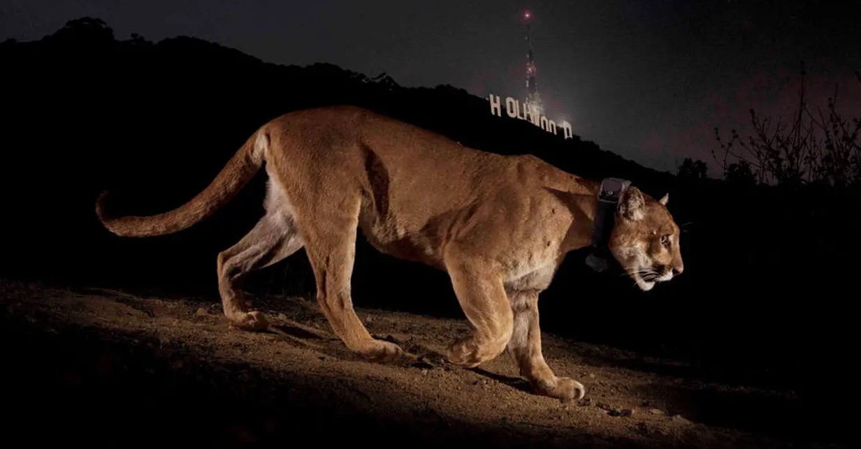 A puma prowls in the Hollywood hills