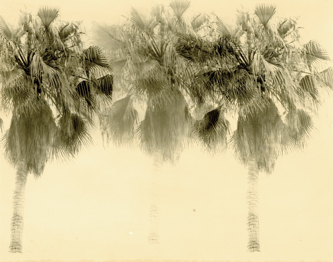 Limited Edition Art Fair A print of palm trees by Bruno V Roels