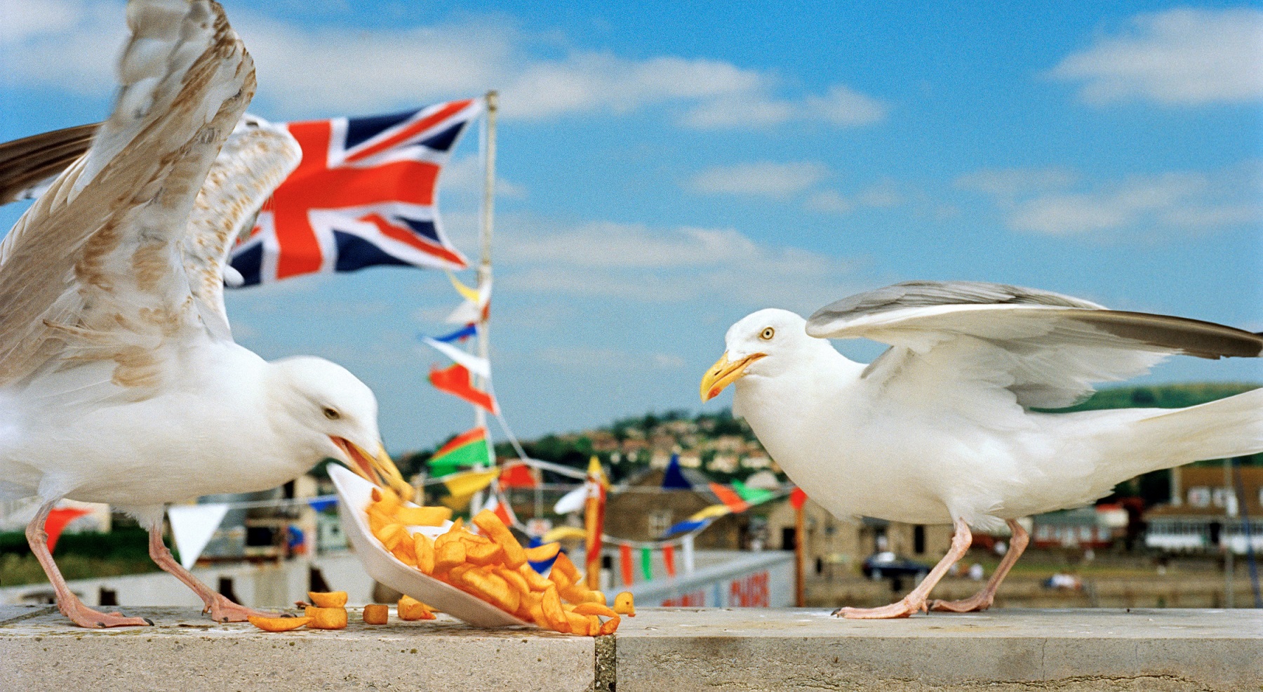 A photograph of seagulls feasting on chips by Martin Parr