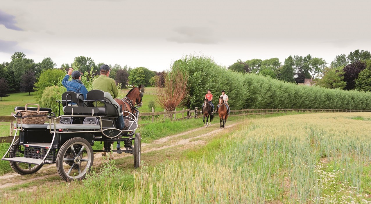 Horseback riders meet a horse-drawn wagon in Flemish Brabant
