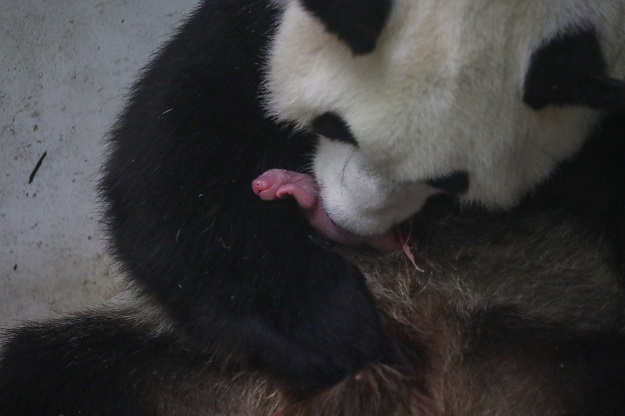 Panda mum and cub Pairi Daiza