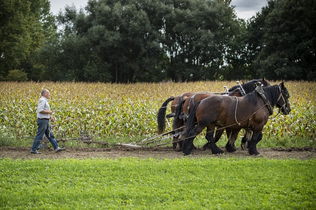 Brabant draught horses ploughing fields