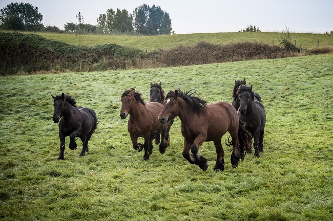 Brabant draught horses
