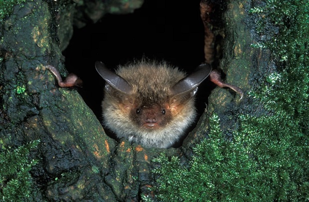 Chauves-souris Murin de Bechtein (photo Rollin Verlinde)