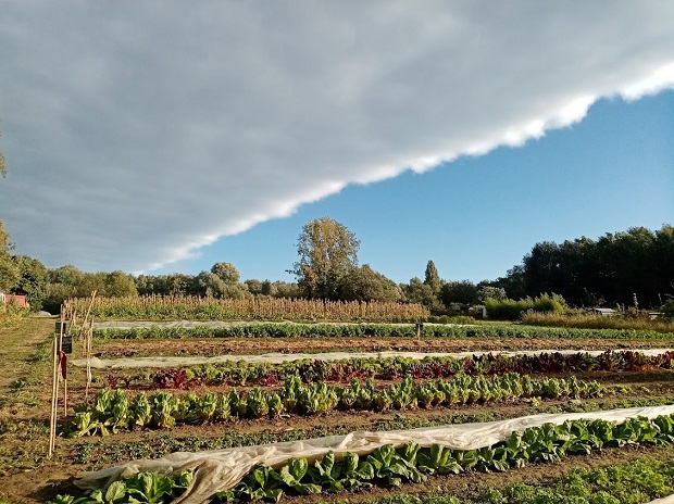 FleurAkker veggie garden