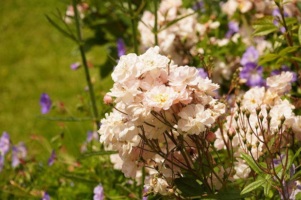 meise roses
