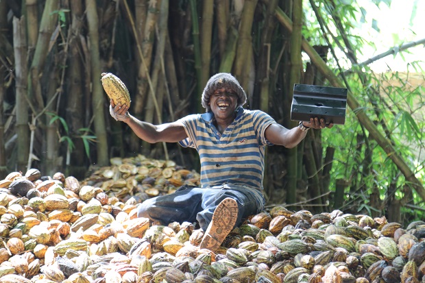 Cocoa plantations Ivory Coast