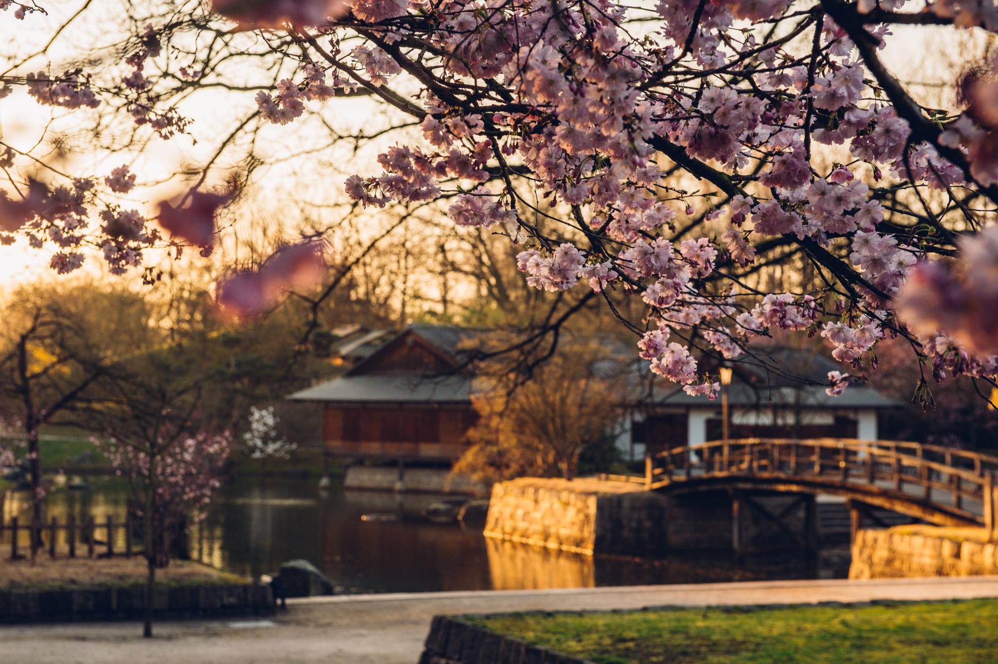 Japanese Garden (c) Visit Hasselt