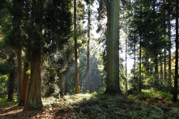Tervuren4