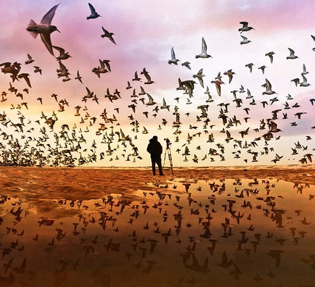 the birds
