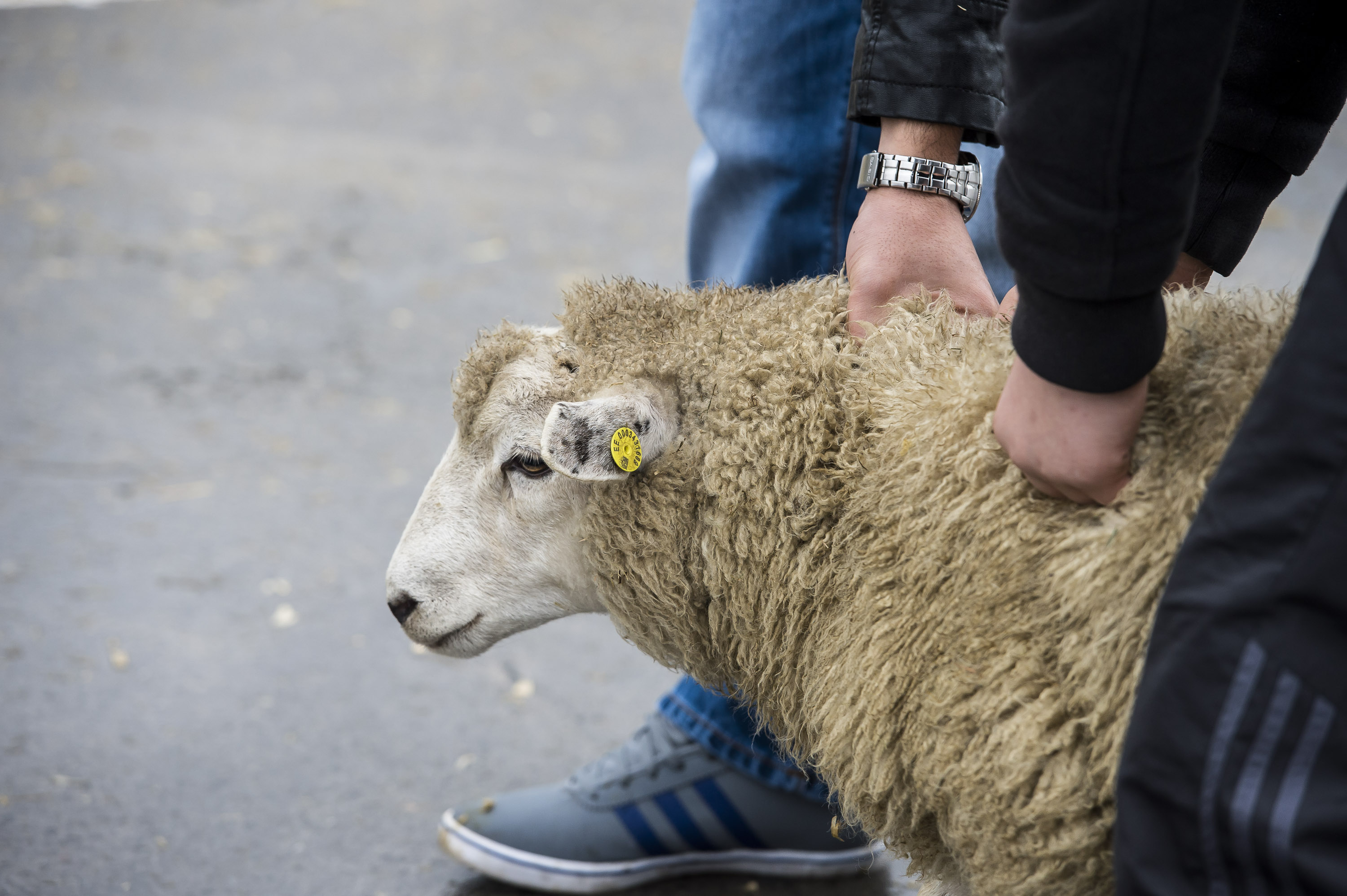Brussels to install temporary slaughterhouse for Eid | The Bulletin
