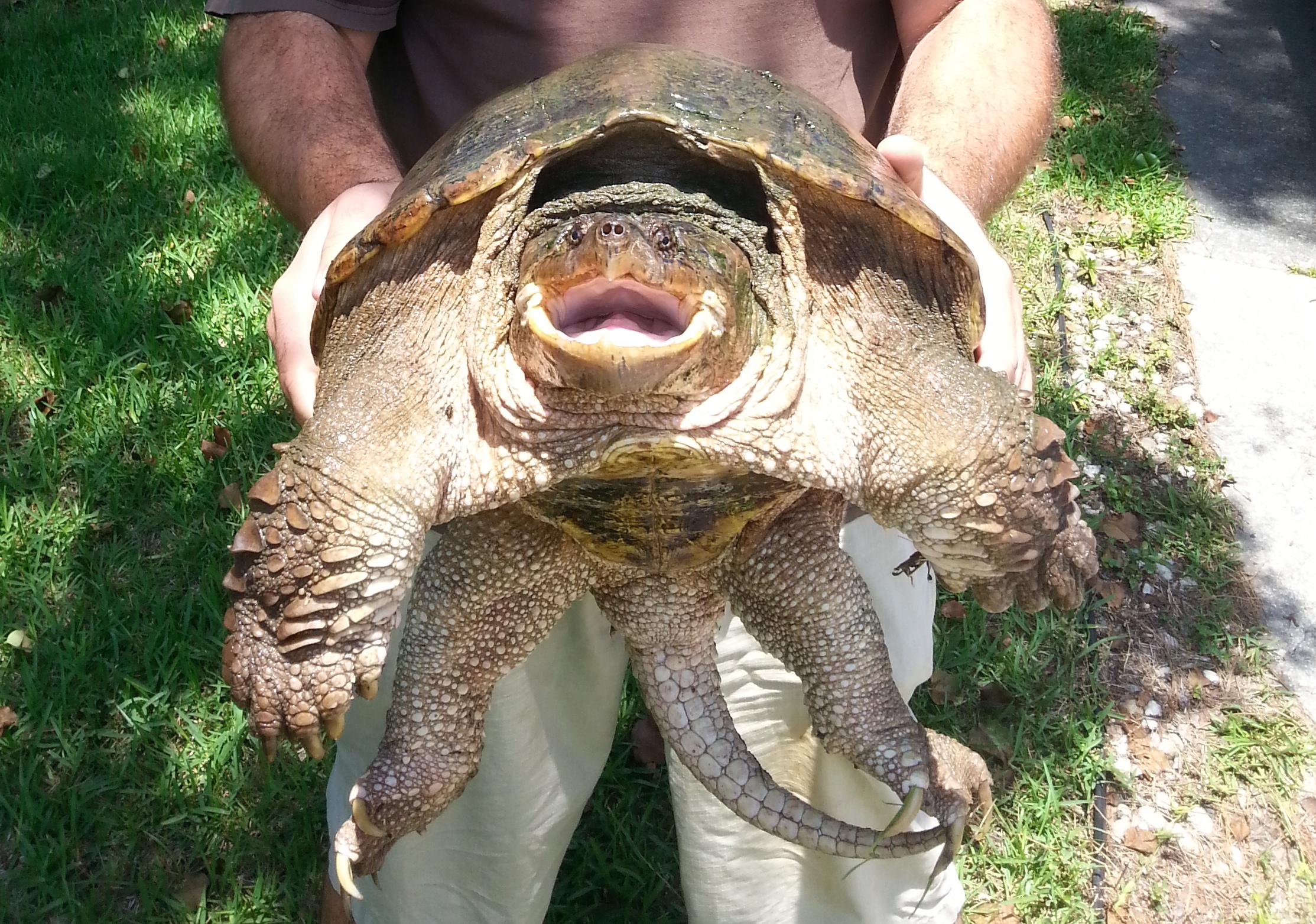Large snapping turtle caught in Jette.