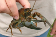 An American crayfish found in a European river; a typical example of an invasive alien species. (© Wikipedia Creative Commons/John Goldsmith)