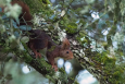 A European red squirrel in a tree (Wikipedia Creative Commons)