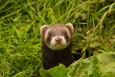A ferret seen in the wild (Wikipedia Creative Commons)