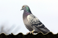 A racing pigeon - not New Kim - is seen sitting on a rooftop in Belgium (BELGA PHOTO)