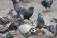 City pigeons flocking around food on the street (Pixabay / Free licence) City pigeons flocking around food on the street (Pixabay / Free licence)