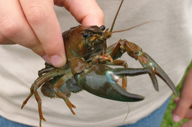 An American crayfish found in a European river; a typical example of an invasive alien species. (© Wikipedia Creative Commons/John Goldsmith)