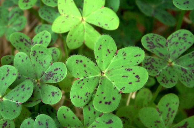 There will be shamrocks galore this March 17
