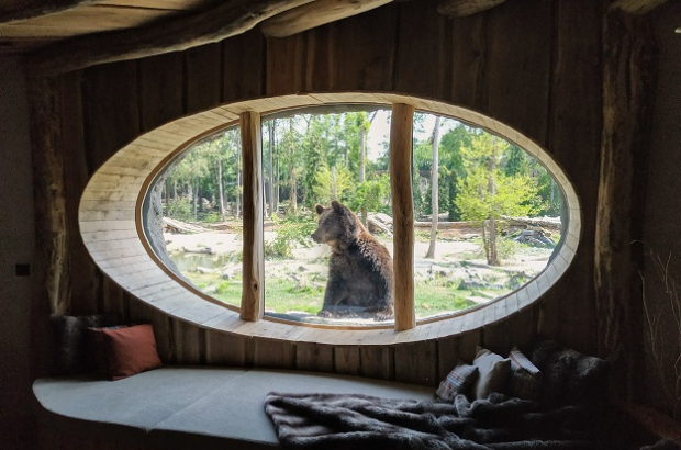 A bear at your window