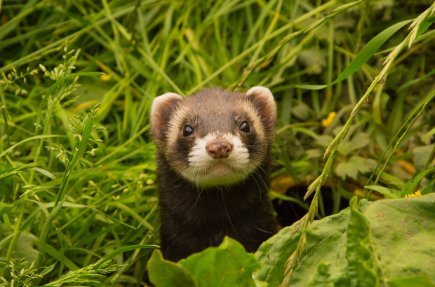 A ferret seen in the wild (Wikipedia Creative Commons)