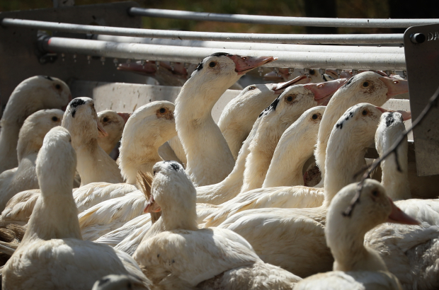 Geese seen outside at a farm used in the production of foie gras (BELGA PHOTO)