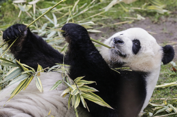 A giant panda eats bamboo in its enclosure at the Pairi Daiza animal park, in Brugelette. (BELGA PHOTO THIERRY ROGE)