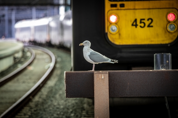 Illustration picture shows a sea gull at the Oostende train station, Saturday 20 February 2021. (BELGA PHOTO KURT DESPLENTER)
