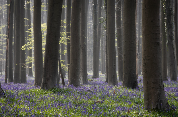 Illustration picture shows the Hallerbos in Halle, renowned for its bluebells, Monday 19 April 2021. (BELGA PHOTO BENOIT DOPPAGNE)