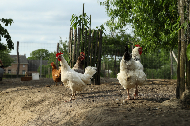 Illustration picture shows chickens in a garden in Zwijndrecht, in Antwerp province. (BELGA PHOTO DAVID PINTENS)