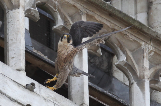 BRUSSELS, BELGIUM: This handout picture, distributed by the Royal Belgian Institute of Natural Sciences RBINS (KBIN-IRSNB) shows a Peregrine Falcon (slechtvalken - faucons pelerines), flying from the Saint-Michael and Saint-Gudula Cathedral, in Brussels. BELGA PHOTO ROYAL BELGIAN INSTITUTE OF NATURAL SCIENCES HANDOUT
