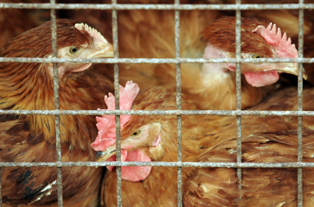 Chickens seen in a cage at a poultry farm in Belgium (BELGA PHOTO)
