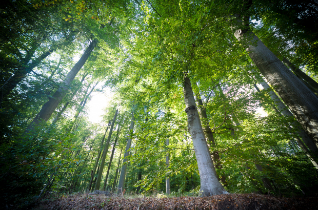 llustration picture shows trees in the Sonian Forest (Zonienwoud - Foret de Soignes) in Brussels. (BELGA PHOTO SISKA GREMMELPREZ)
