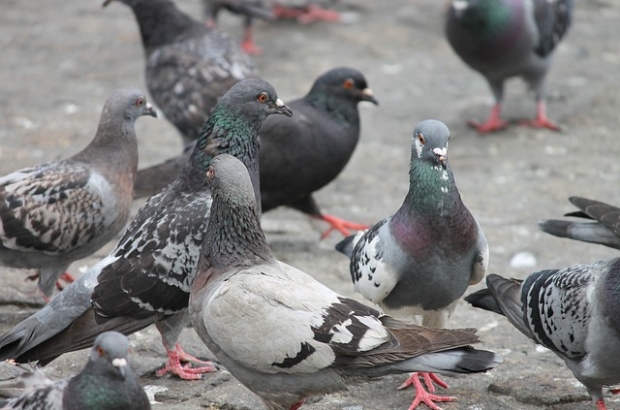 City pigeons flocking around food on the street (Pixabay / Free licence)