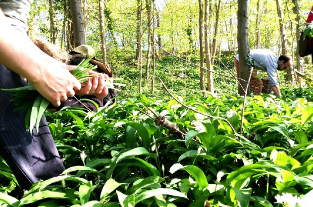 Nature foraging walks with Cuisine Sauvage