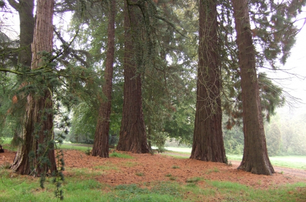 Dieleghem wood, in Jette