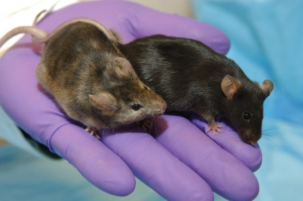 new-start-for-animal-testing-at-vub-the-bulletin