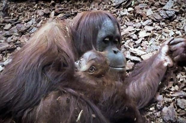 Second Orangutan Ever Born In Belgium Arrives At Pairi Daiza The Bulletin Second Orangutan Ever Born In Belgium Arrives At Pairi Daiza The Bulletin