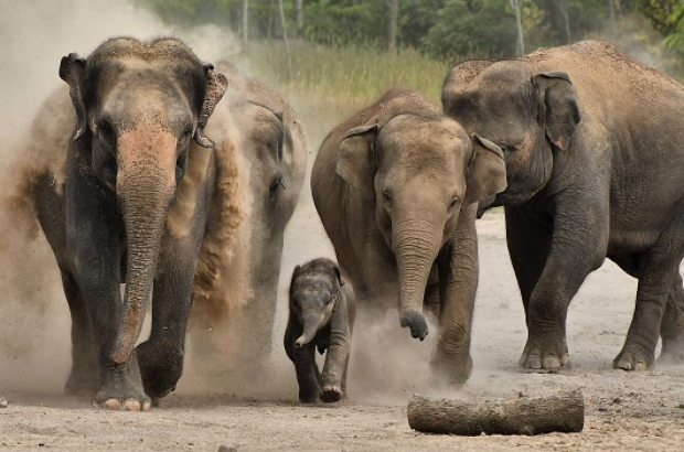 Pairi Daiza elephant herd