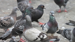 City pigeons flocking around food on the street (Pixabay / Free licence) City pigeons flocking around food on the street (Pixabay / Free licence)