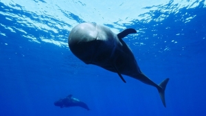 International Ocean Film Tour 2024 Belgium