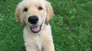 A Golden Retriever puppy (Piqsels, free licence) A Golden Retriever puppy (Piqsels, free licence)